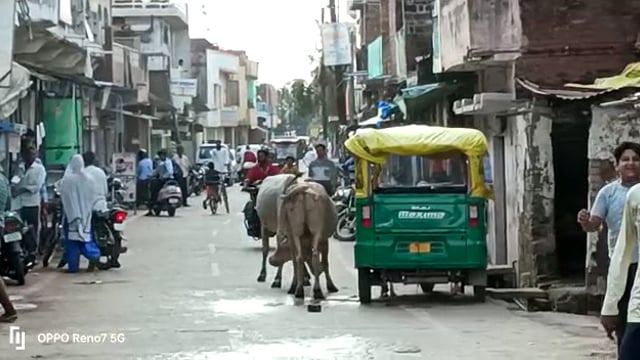 जालौन

आवारा जानवर आए दिन बन रहें हैं हादसों का कारण 