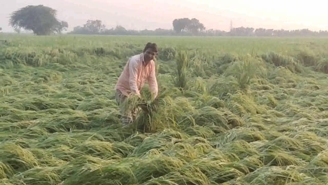 कोसीकला के ग्राम नवीपुर में बारिश के कारण 90 परसेंट किसानों के धान की फसल हुई बर्बाद