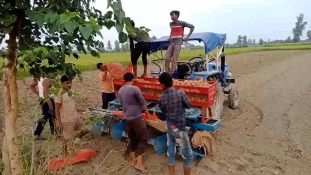 कन्नौज के इंदरगढ़ क्षेत्र में आलू की कच्ची फसल के लिए किसानों ने शुरू की बुवाई 2 महीने में तैयार होता है आलू मिलती 