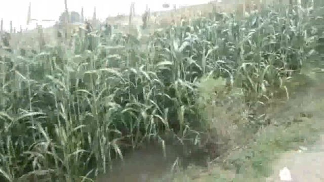 खैर तहसील के क्षेत्र मैं जलभराव से किसान के चेहरों पर नाराजगी नजर आ रही है