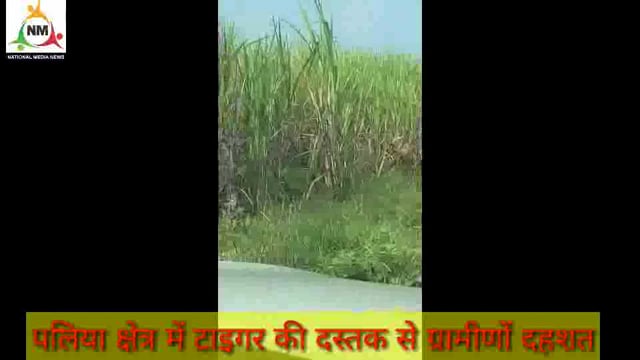 टाइगर की दस्तक से ग्रामीणों में दहशत