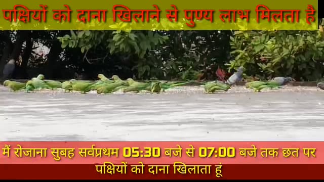 पक्षियों को दाना खिलाने से होती सुख की अनुभूति और मिलता है पुण्य : निर्जेश मिश्र