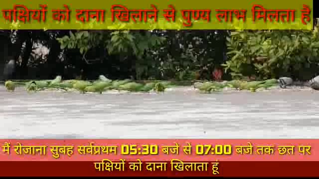 पक्षियों को दाना खिलाने से होती है सुख की अनुभूति, मिलता है पुण्य लाभ : निर्जेश मिश्र