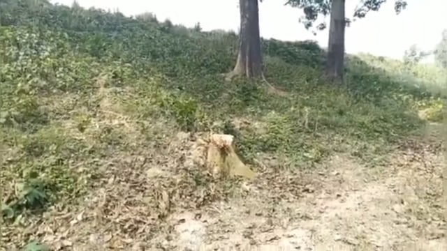 मिश्रौलिया थाना क्षेत्र के मधवापुर कला के टोला टेढवा के पास बंधे पर काटे गया सरकारी हरे पेड़।