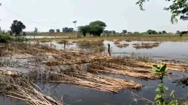 ड्रैन के चौक होने पर सैकड़ों बीघा किसानों की फसल हुई जलमग्न