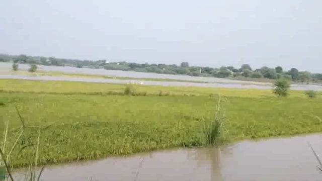 यमुना में आ रही बाढ़ और लगातार यमुना के जलस्तर में हो रही वृद्धि से किसानों की कई बीघा धान व बाजरा की फसल हुई जलमग्न।