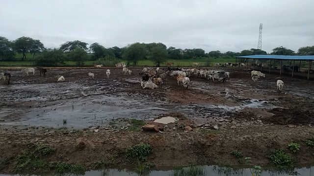 तहसील मोठ के ग्राम सेमरी की गौशाला में गोवंश का हाल बेहाल
#up #jhansi