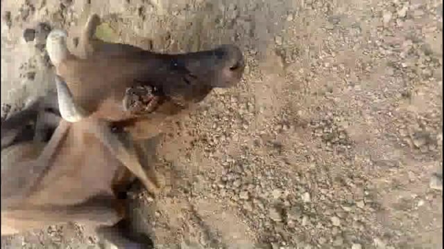 गौशाला में गौवंश दुर्दशा, चारा भूसा चिकित्सा के अभाव में तोड़ रहे दम, जिम्मेदार का जवाब 