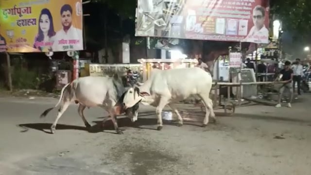 जालौन

आवारा जानवर आए दिन बन रहें हैं हादसों का सबब
उरई नगर क्षेत्र में देखिए बुल फाइटिंग 