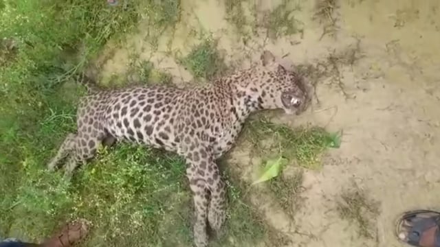 बलरामपुर:पहाड़ी नाले के तेज बहाव में बहकर आया मृत तेंदुआ।

