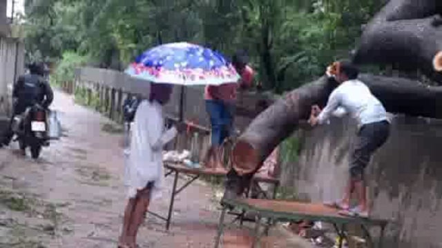 बहराइचडीएम ने विसर्जन मार्ग पर गिरे पेड़ मामले का व्हाट्सएपपर आए मैसेज का लिया संज्ञान साफ कराया मार्ग