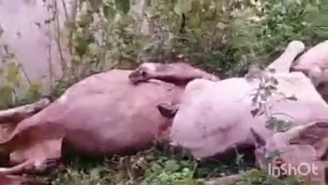 रानीपुर गौशाला बनी गोवंश के लिए कब आएगा, जिम्मेदार मृतक गोवंश को रुदापुर ग्राम पंचायत में फेंका ग्रामीणों ने किया विरोध