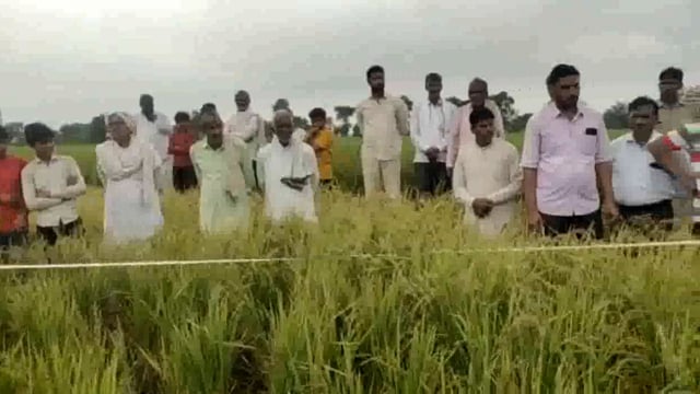 छाता उप जिलाधिकारी द्वारा किसानों की फसल की कराई क्रॉप कटिंग