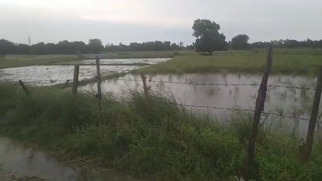 वजीरगंज के बाल्हाराई सहित क्षेत्र मे दो दिनों से हो रही बरसात व हवा से गिरी धान व गन्ने की फसल, किसान चिंतित