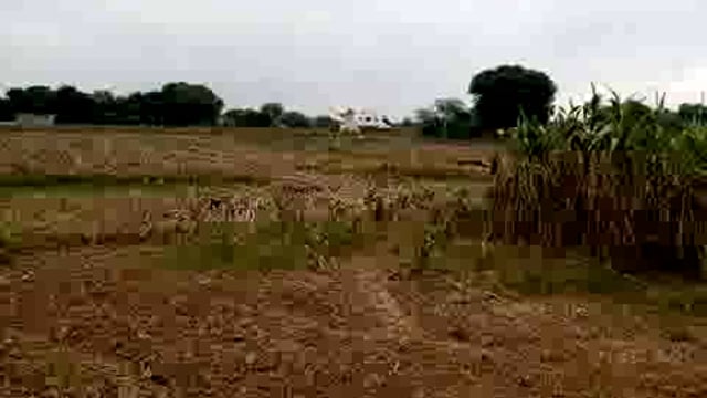 घिर आए बदरा: किसान चिंतित