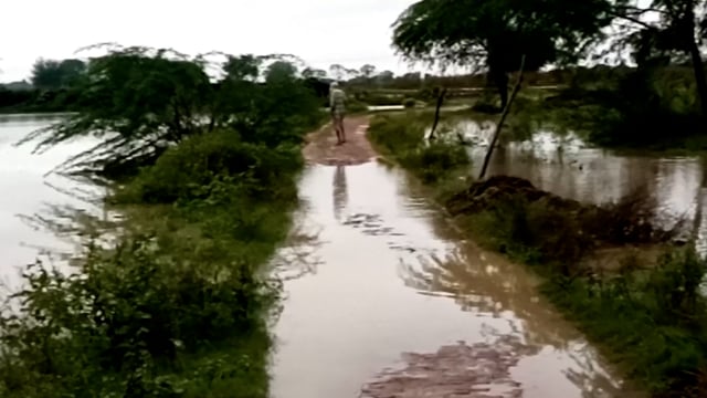 खेत बन गए ताल तलैया: चारे बिन भूखी है गैया