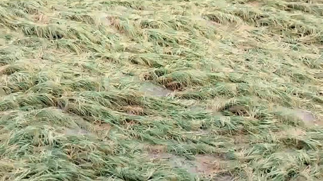 मांट क्षेत्र में हो रही लगातार बारिश से खेत में कटी फसल हुई जलमग्न