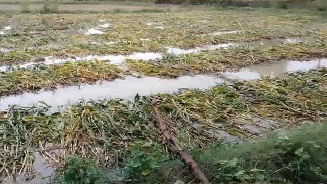 मांट क्षेत्र में हो रही लगातार बारिश से खेत में कटी फसल हुई जलमग्न