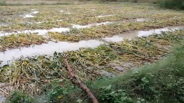 मांट क्षेत्र में हो रही लगातार बारिश से खेत में कटी फसल हुई जलमग्न