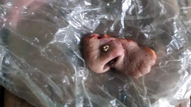 खैर कोतवाली के क्षेत्र शिवाला खुर्द में एक पागल कुत्ते ने मुंह सहित नाक काट कर जमीन पर गिरा दी