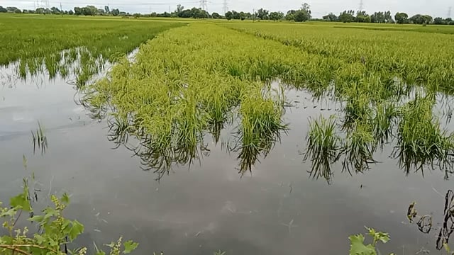 खैर तहसील में धान की फसल हुई बर्बाद किसानों का रो रो कर बुरा हाल