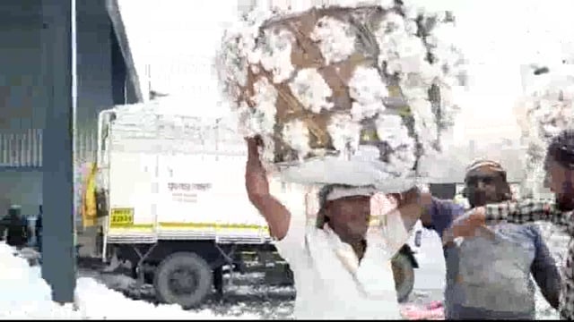 अमरावतीत कापसाचे दर घसरले,प्रति क्विंटल सहा ते आठ हजार रुपयांचाच भाव 