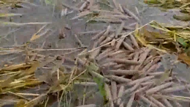 किसानों पर टूटा कुदरत का कहर,लगातार मूसलाधार बारिश से फसल हुई पूरी तरह चौपट।
भाकियू अ ने की सरकार से मुआवजे की मांग