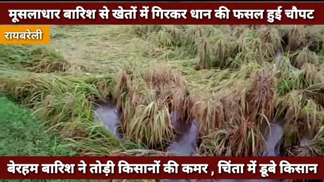 बेरहम बारिश ने तोड़ी किसानों की कमर