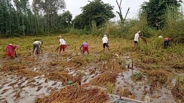 खैर तहसील मैं किसानों पर टूटा कुदरत का कहर मौजा गौमत शिवाला अहिरौला निवसानी मानपुर 
