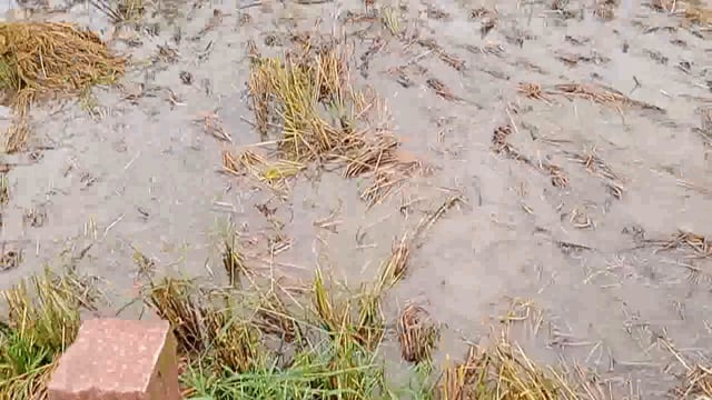 खैर तहसील मैं हो रही लगातार बारिश किसानों पर टूटा कुदरत का कहर