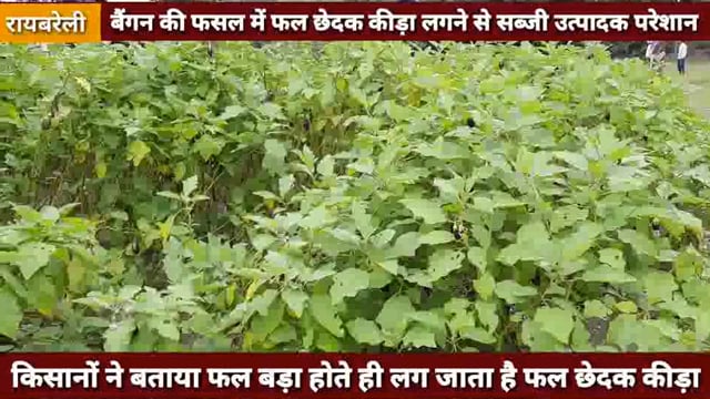 बैंगन की फसल में फल छेदक कीड़ा लगने से किसान परेशान