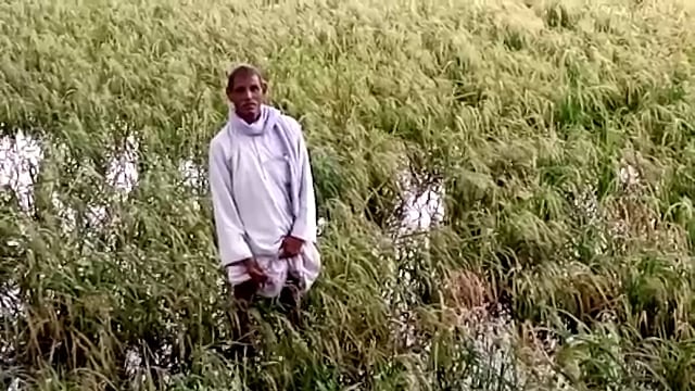 बेमौसम बारिश से किसान हुआ बर्बाद