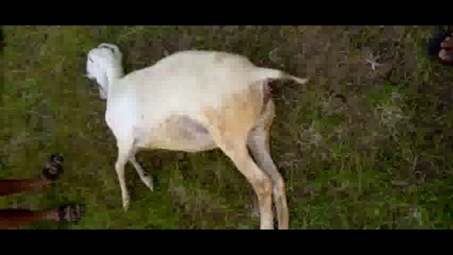 निंबवडे येथे मेंढ्याच्या कळपावर वीज पडून तीन मेंढ्या ठार


