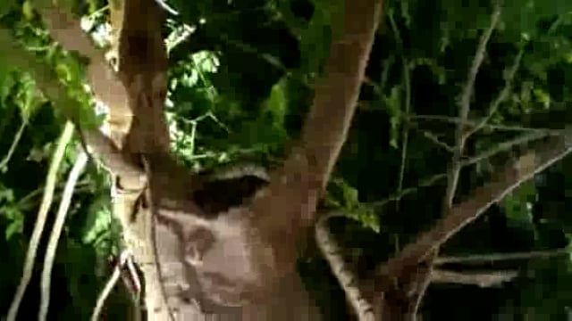 हवेली खड़गपुर थाना के समीप मुरली मनोहर ठाकुरबॉडी में निकला विशालकाय अजगर ग्रामीणों में मची अफरा-तफरी ।