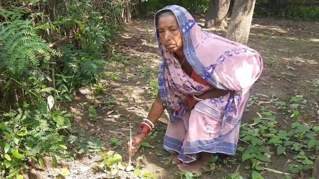 चानन  : बसमतिया गांव में असामाजिक तत्वों ने हरे-भरे पौधे को किया नष्ट। 