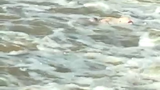 जालौन

दो दिन पहले नाले में गिरी लड़की का शव पिथऊपुर गांव के चैकडेम में देखा गया
सूचना मिलने पर स्थानीय पुलिस मौके पर 