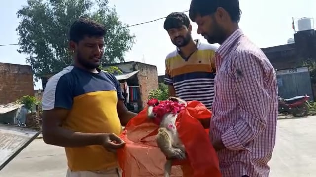 जालौन
तेज़ रफ़्तार बुलेरो गाड़ी की चपेट में आने से बंदर की मौत
स्थानीय लोगों ने किया विधिवत अंतिम संस्कार 