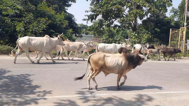 नवाबगंज क्षेत्र के दर्जनों गांव छुट्टा पशुओं के कहर से परेशान 