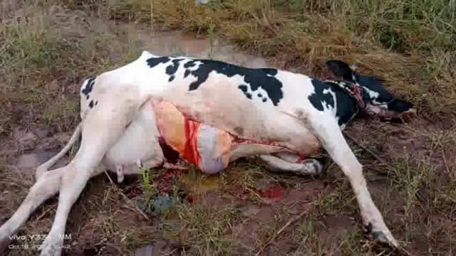 करगणी येथील चीच घाट रस्त्यालगत गाईच्या अंगावरती वीज पडून गाईचा मृत्यू शेतकऱ्याचे मोठे नुकसान