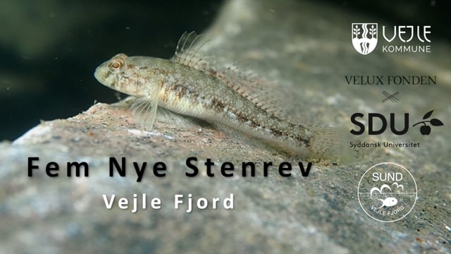 Fem Nye Stenrev i Vejle Fjord