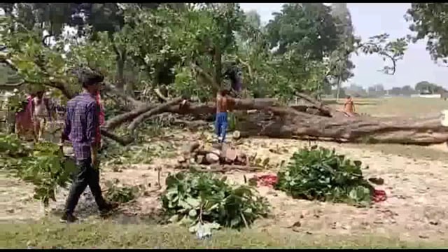 वन विभाग रेंज लालगंज में पर्यावरण पर पहुँचाया जा रहा चोट, प्रतिबंधित महुआ के पेड़ हुआ धराशायी
तीन वर्ष की कैद व जुर्माना