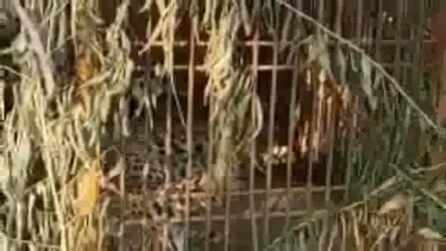 गोंडा 8 महीने के बाद आखिरकार पिंजरे में फंसा तेंदुआ डीएम आवास को बनाए रखा था अपना आशियाना