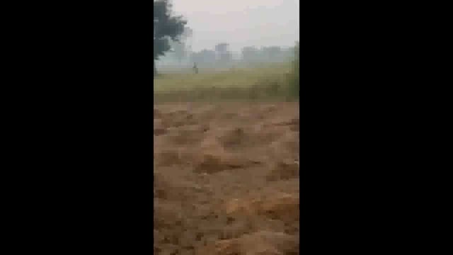 तरबगंज धान के खेत में दिखा तेंदुआ ग्रामीणों ने वन विभाग को दी सूचना