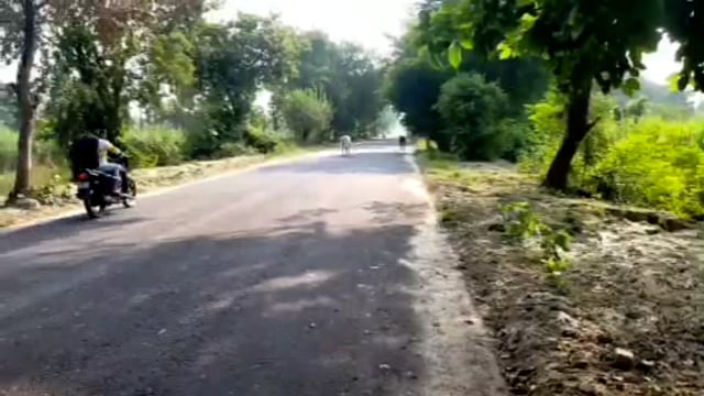 तरबगंज सड़क पर घूम रहे बेसहारा पशुओं की वजह से लोग हो जाते हैं चोटिल देखें खास रिपोर्ट