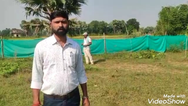 मिश्रडीह गांव में असामाजिक तत्वों ने 3 कट्ठा में लगे 54 पौधों को काट डाला