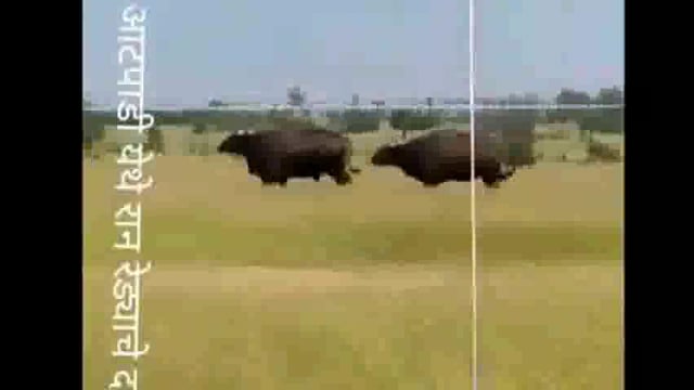 घाणंद परिसरामध्ये रान रेड्याचे दर्शन