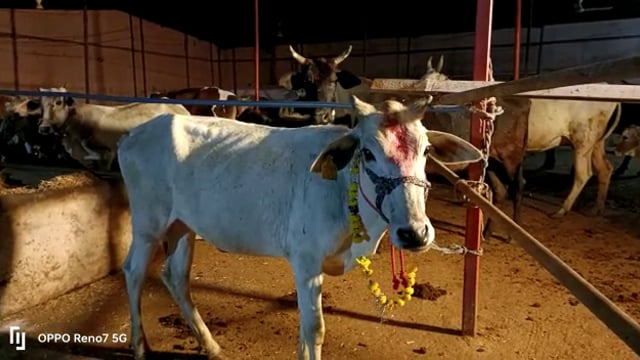 जालौन

गोपाष्टमी महोत्सव में आयोजित किया गया गोवर्धन गौशाला में भंडारा 