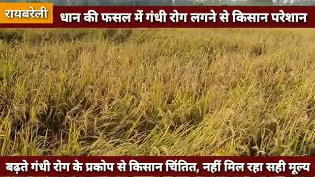 धान की फसल में गंधी रोग लगने से किसान परेशान