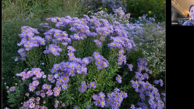 Helen Picton – Asters