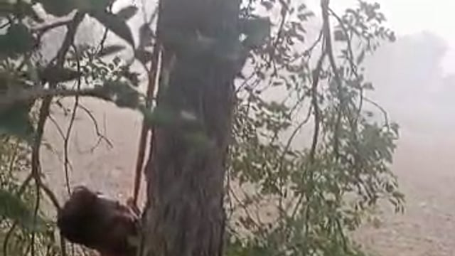 सदर कोतवाली औरैया क्षेत्र के अंजनपुर गांव में युवक का पेड़ पर फांसी के फंदे में लटकता मिला शव पुलिस कर रही मामले की जांच